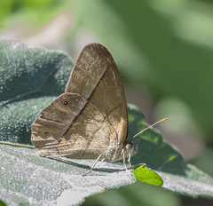 Amiga arnaca sericeella