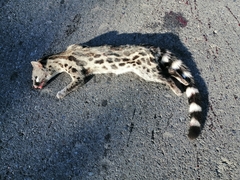 Genetta tigrina tigrina