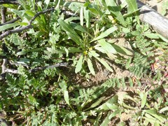 Camissoniopsis micrantha