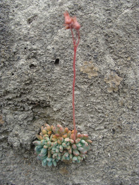 Echeveria amoena
