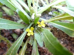 Camissoniopsis micrantha