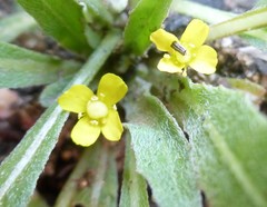 Camissoniopsis micrantha