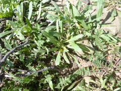 Camissoniopsis micrantha