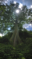 Ceiba trischistandra