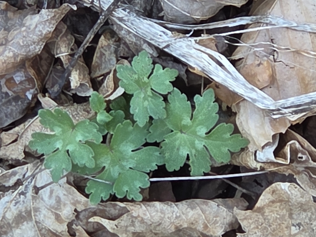 Broad-leaf Waterleaf from Corton, WV 25045, USA on March 28, 2026 at 03 ...
