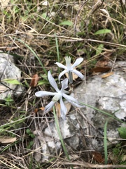 Androstephium coeruleum