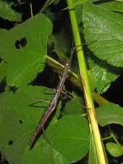 Pseudosermyle phalangiphora