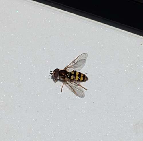 Unknown species found near Washington Township, IN, USA