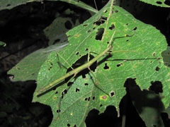 Pseudosermyle phalangiphora