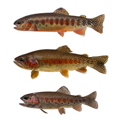 California Golden Trout photo 1