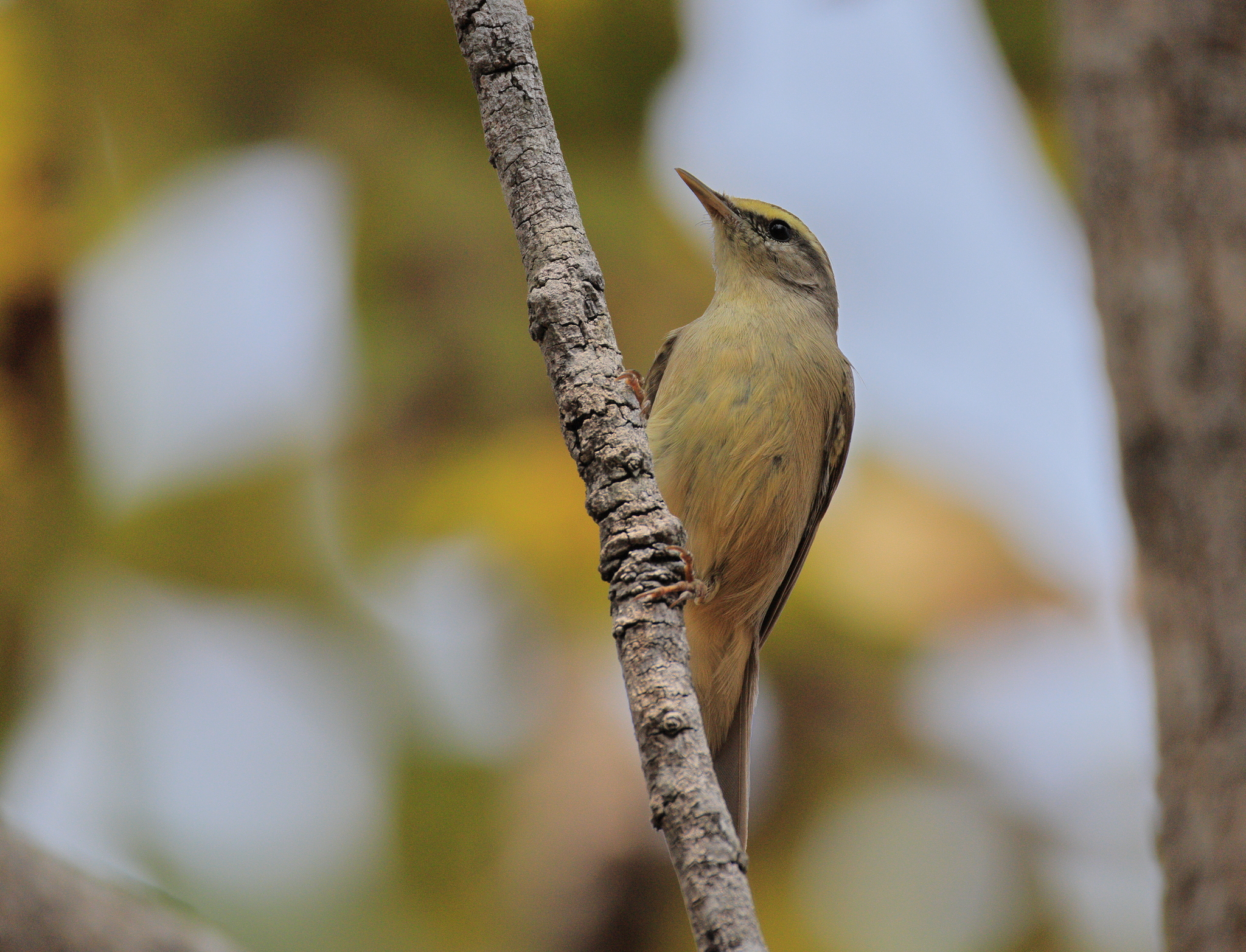 Sulphur-bellied Warbler (Phylloscopus griseolus), photo 5