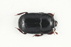 Platysoma compressum