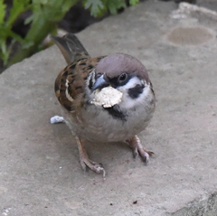Passer montanus