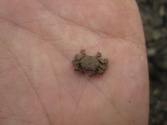 Baruna sinensis