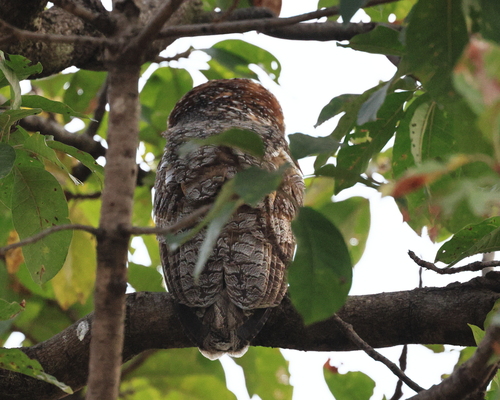 Mottled Wood Owl (Strix ocellata), photo 6
