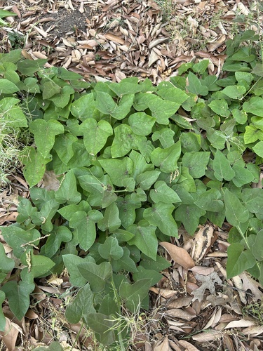 scarletfruit passionflower (Passiflora lanuginosa)