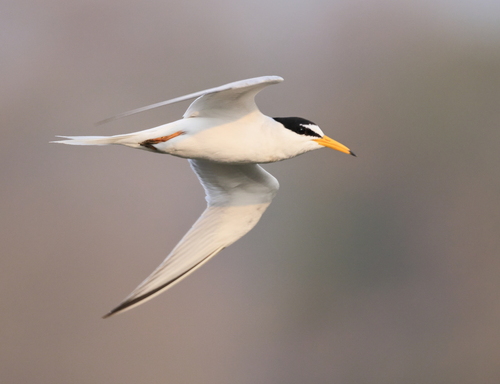 European Little Tern