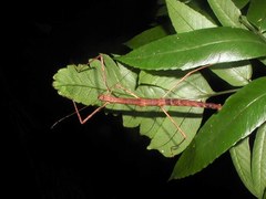 Pseudosermyle phalangiphora