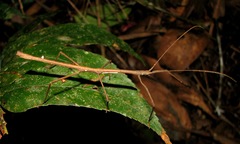 Pseudosermyle phalangiphora