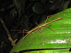 Pseudosermyle phalangiphora