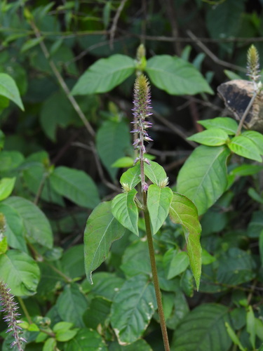 Achyranthes sicula observed 2026-03-28