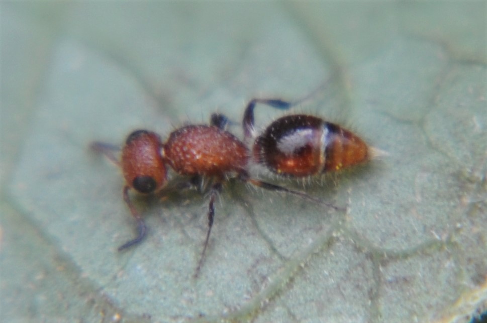 Lomachaeta