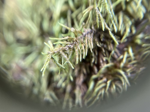 Pseudisothecium cristatum observed 2026-03-28
