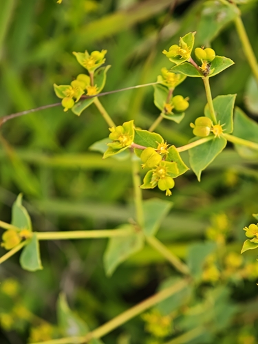 carnation spurge (Euphorbia terracina)