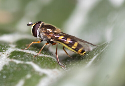 Unknown species found near Ventura County, CA, USA