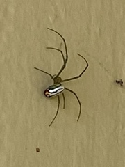 Leucauge argyrobapta image