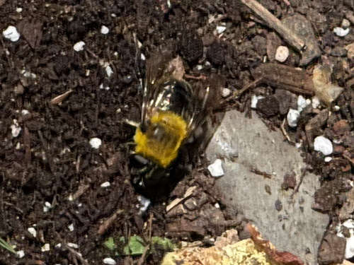 Unknown species found near S Church St, Georgetown, TX, US