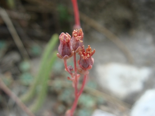 Echeveria amoena