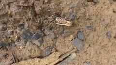 Austruca occidentalis