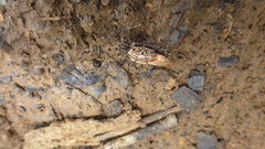 Austruca occidentalis