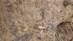 Austruca occidentalis