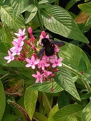 Bombus pauloensis