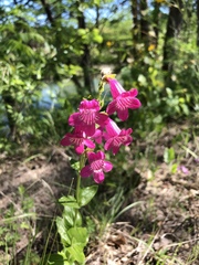 Penstemon triflorus