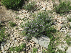 Jamesbrittenia argentea