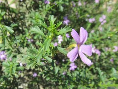 Jamesbrittenia argentea