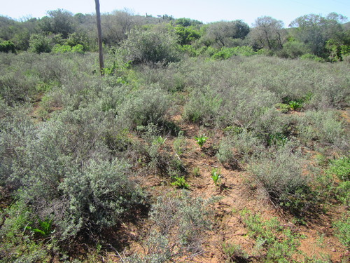 Delosperma echinatum
