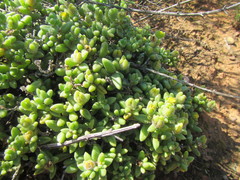 Delosperma echinatum