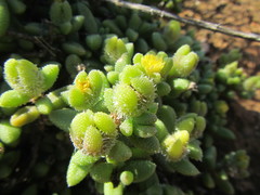 Delosperma echinatum