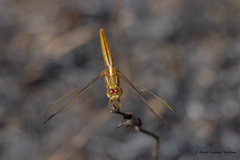 Crocothemis servilia