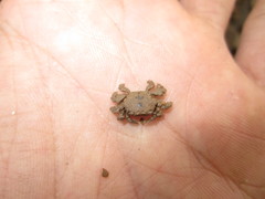 Baruna sinensis