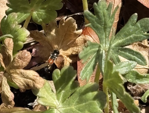 Unknown species found near Parkland Cir SE, Albuquerque, NM, US