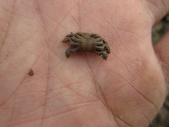 Baruna sinensis