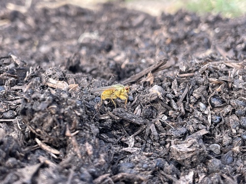 Unknown species found near Greeneich Ave, Santa Rosa, CA, US