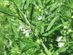 Teucrium africanum