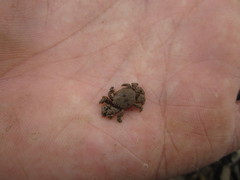 Baruna sinensis