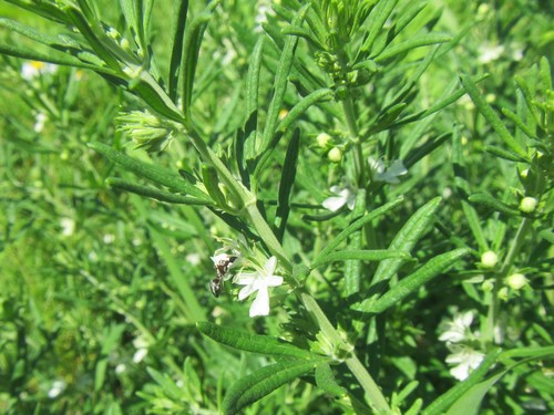 Image of Teucrium africanum by (c) douglaseustonbrown, some rights reserved (CC BY-SA)